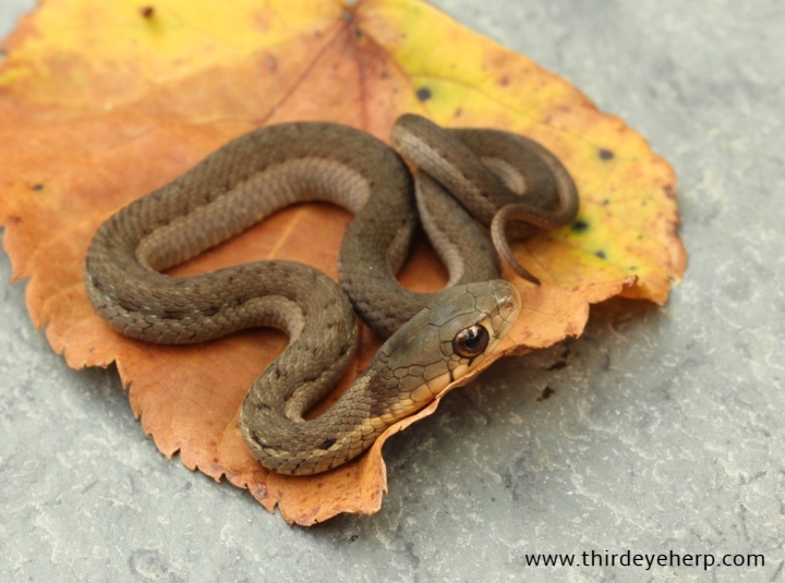 Eastern Garter Snake
